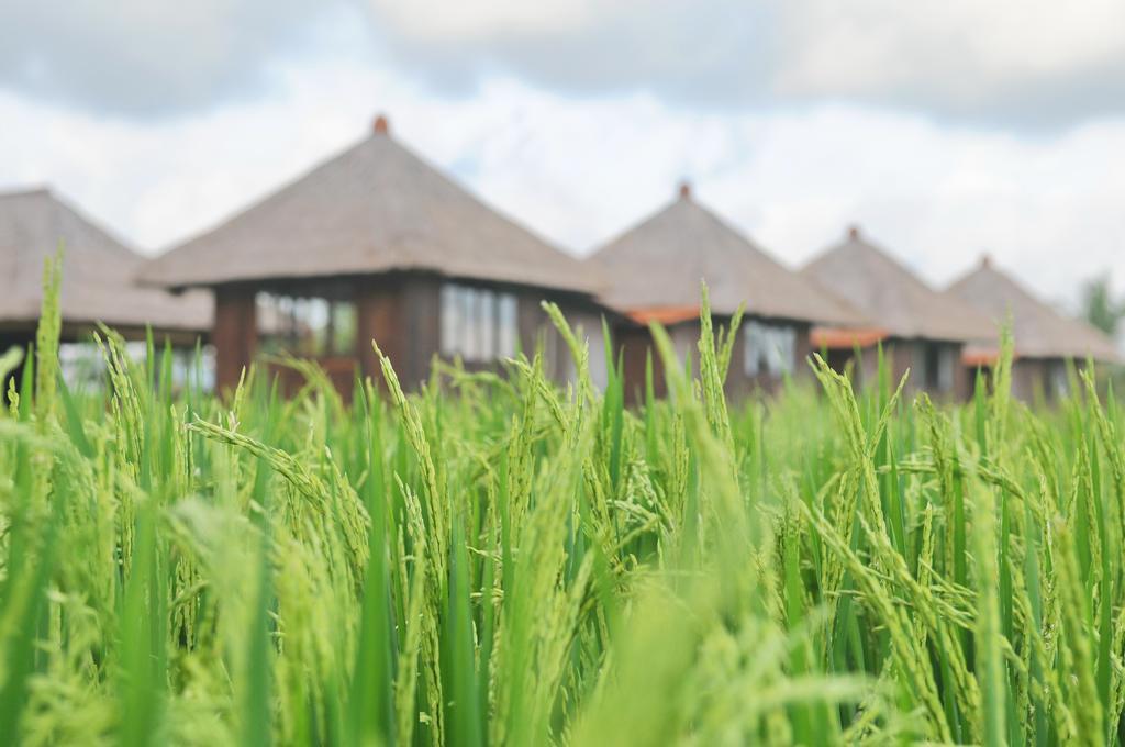 Taman Bintang Villa Ubud Bagian luar foto